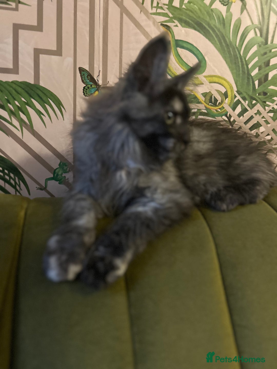 Maine Coon cats for sale: 🔥 TICA Maine coon kittens 🔥  READY NOW 💕💕 - Image 29