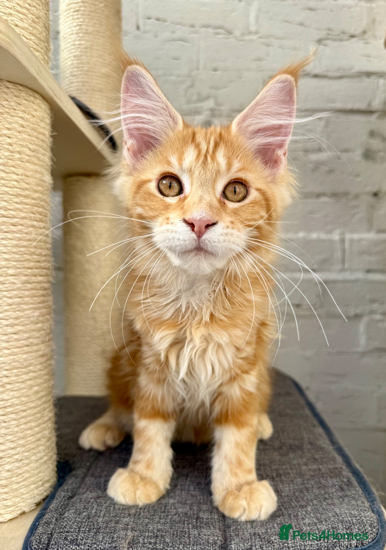 Maine Coon cats TICa reg 9 XXL Massive Red Kittens - Advert 1