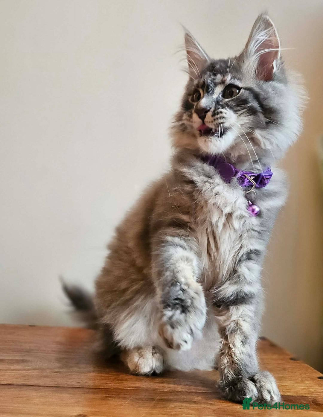 Maine Coon cats for sale: XXL Champion Line Maine Coons – Rare, Very Fluffy! - Advert 8