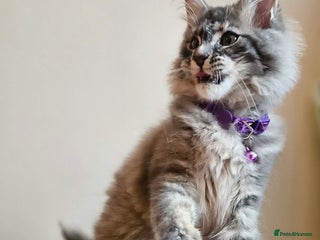 Maine Coon cats XXL Champion Line Maine Coons – Rare, Very Fluffy! - Advert 5