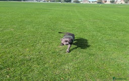 Staffordshire Bull Terrier dogs for sale: Blue female staff for sale  - Image 3