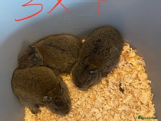 Mixed Breed rabbits Baby neatherland dwarfs - Advert 7