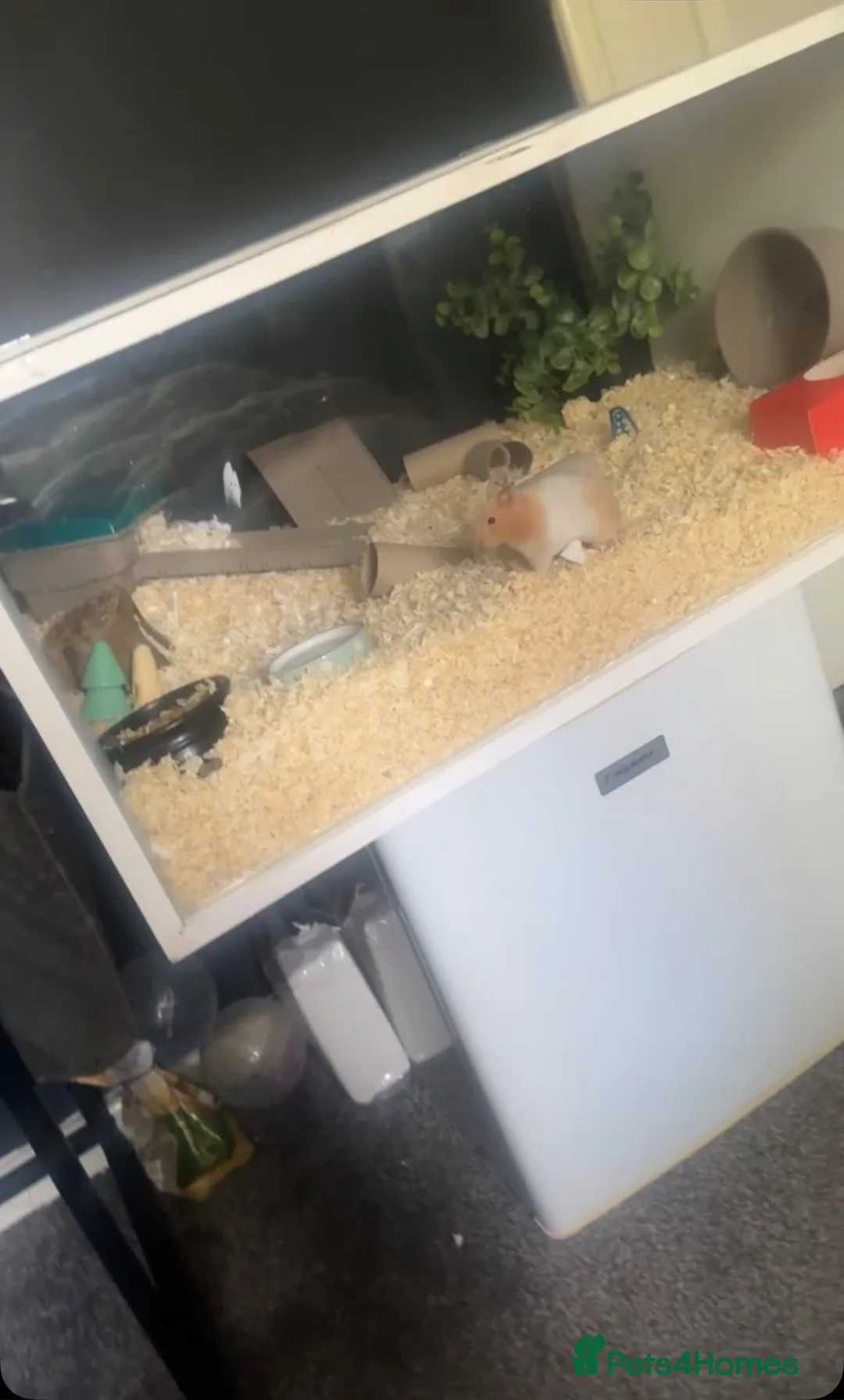 Hamster rodents for sale: Syrian hamster  in Leeds - Advert 2