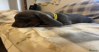 Dachshund dogs - Advert 2