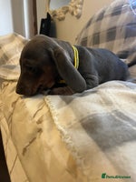 Dachshund dogs - Advert 2