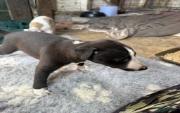 Mixed Breed dogs for sale: Whippet x greyhound puppies  - Image 26