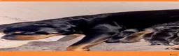 Boxweiler dogs for sale: boxweiler 14 weeks old girl named shadow in Aberdeen - Advert 1