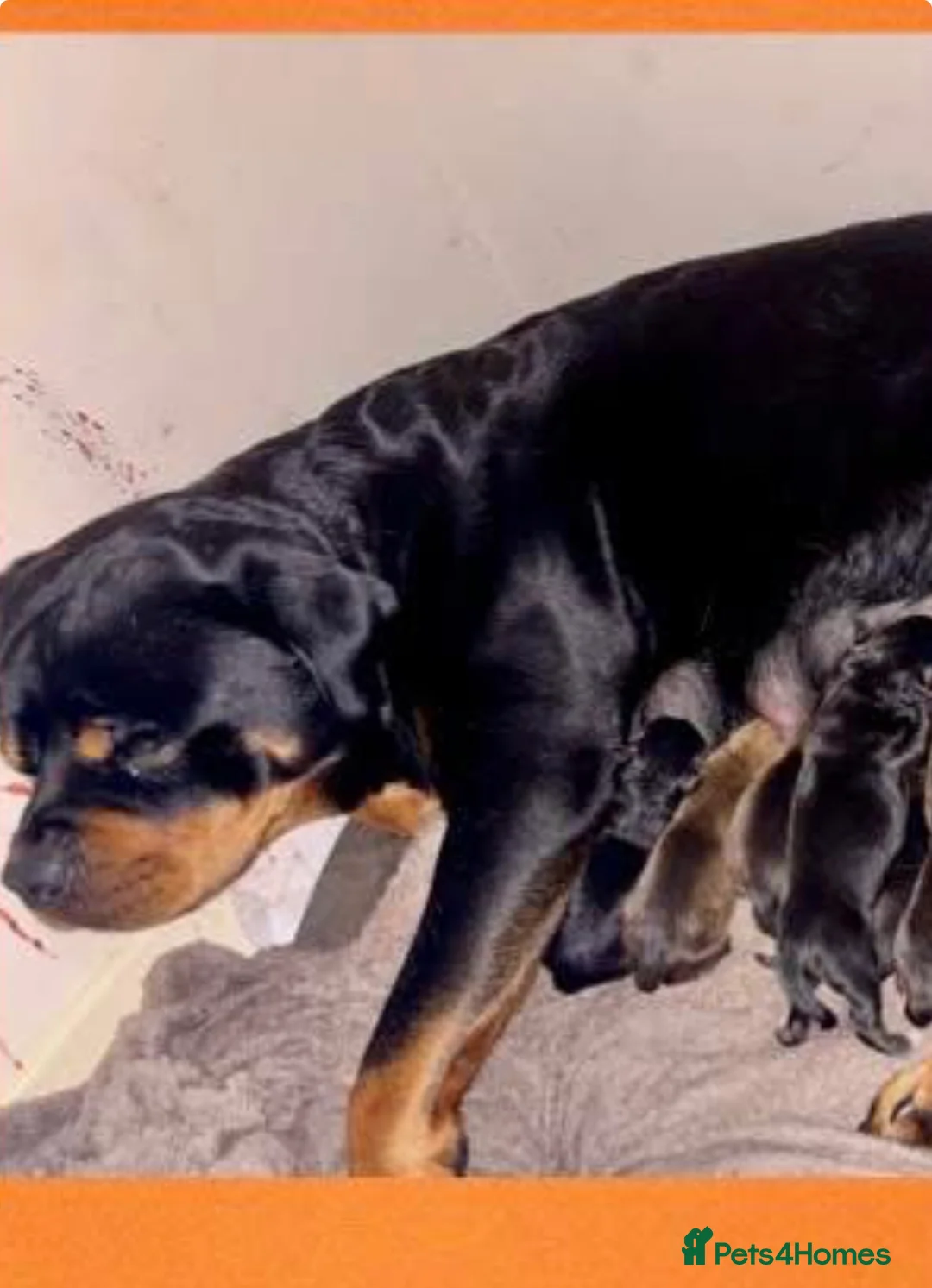 Boxweiler dogs for sale: boxweiler 14 weeks old girl named shadow in Aberdeen - Advert 1