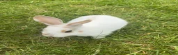 Mini Lop rabbits for sale: Mini lop for sale - Advert 2
