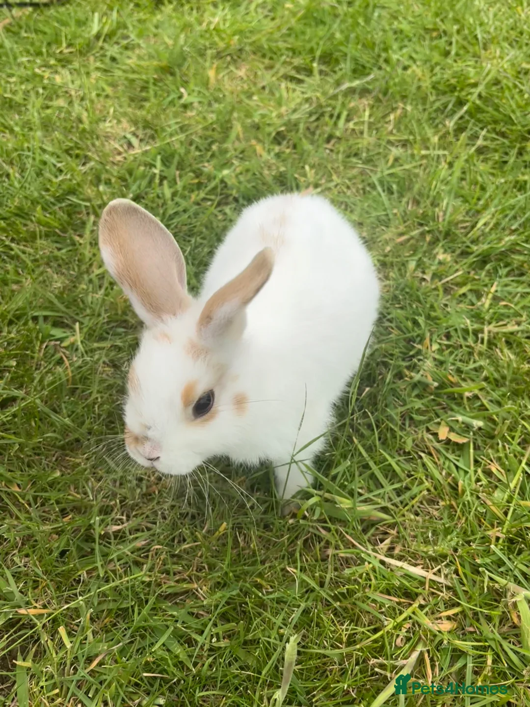 Mini Lop rabbits for sale: Mini lop for sale - Advert 2
