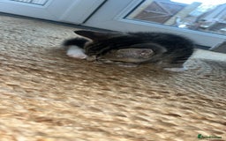 British Shorthair cats for sale: Loving kittens - Image 6