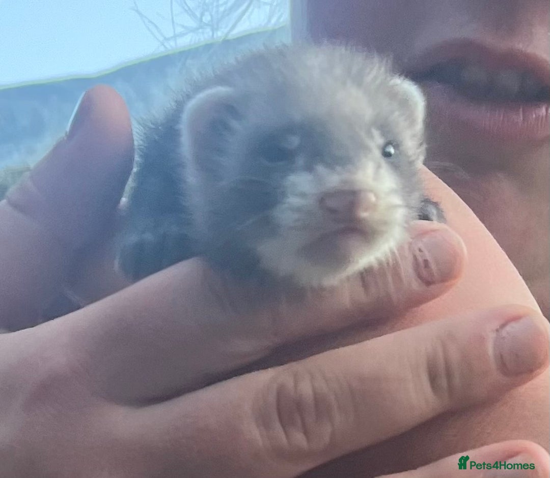 Ferret rodents for sale: Ferret kits - Image 3