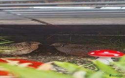 Quail poultry for sale: Chinise painted quail  - Image 1
