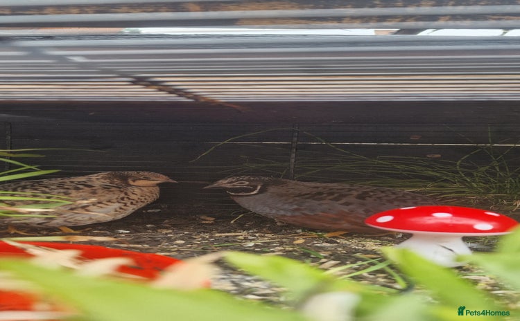 Quail poultry - Advert 3