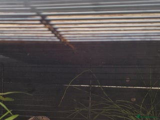 Quail poultry - Advert 28