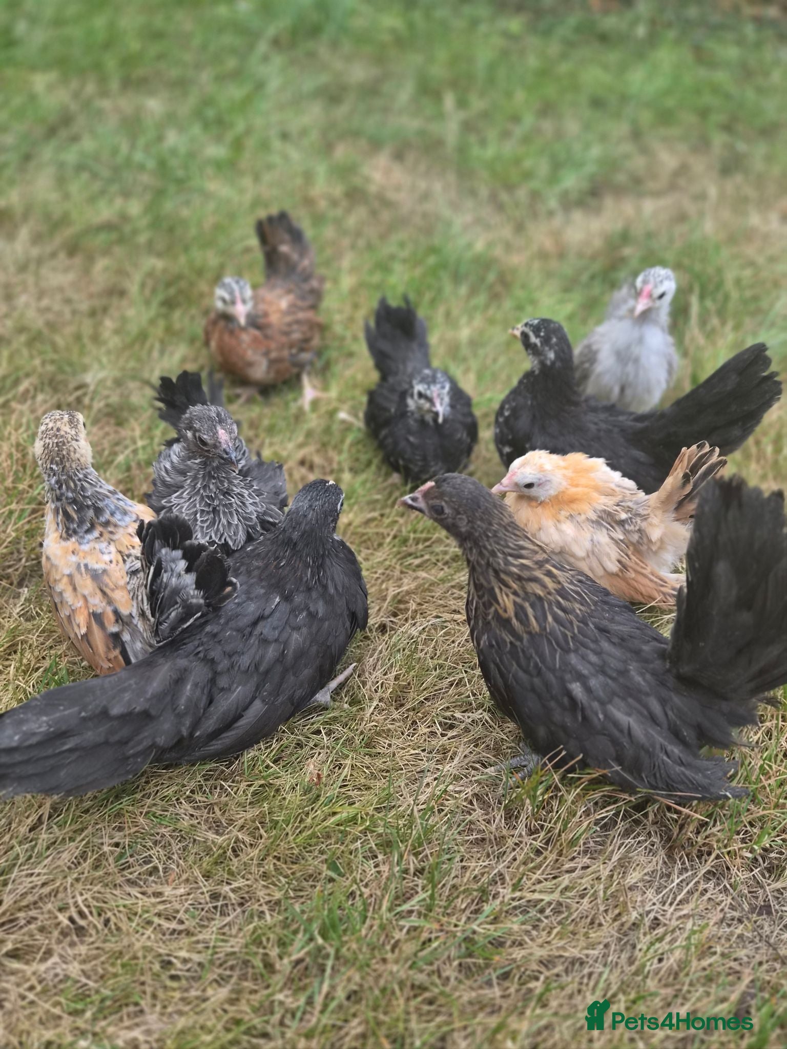 Chickens poultry Serama chicken hens available pullets - Advert 1
