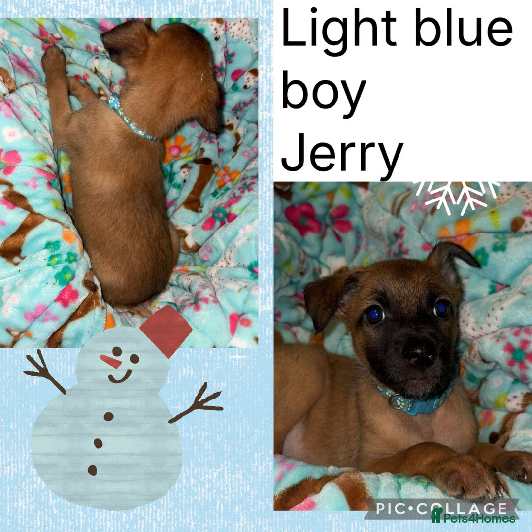 Belgian Shepherd Dog dogs for sale: 🐾 Belgian Malinois x Dutch Herder Puppies 🐾 - Advert 14