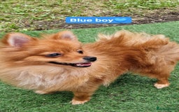 Pomeranian dogs for sale: Tiny pomeranian puppies in Bolton - Image 4