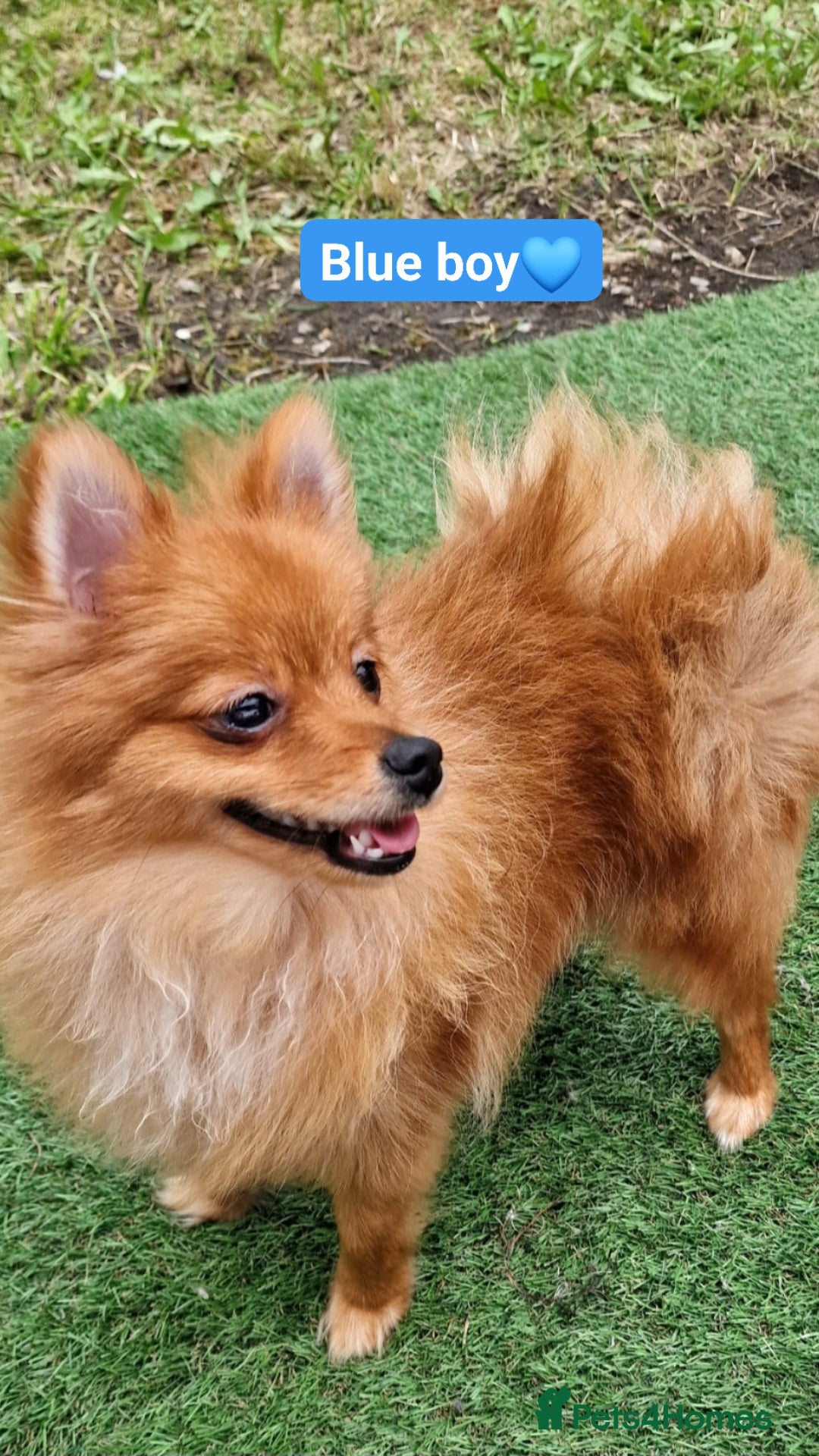 Pomeranian dogs for sale: Tiny pomeranian puppies in Bolton - Image 4