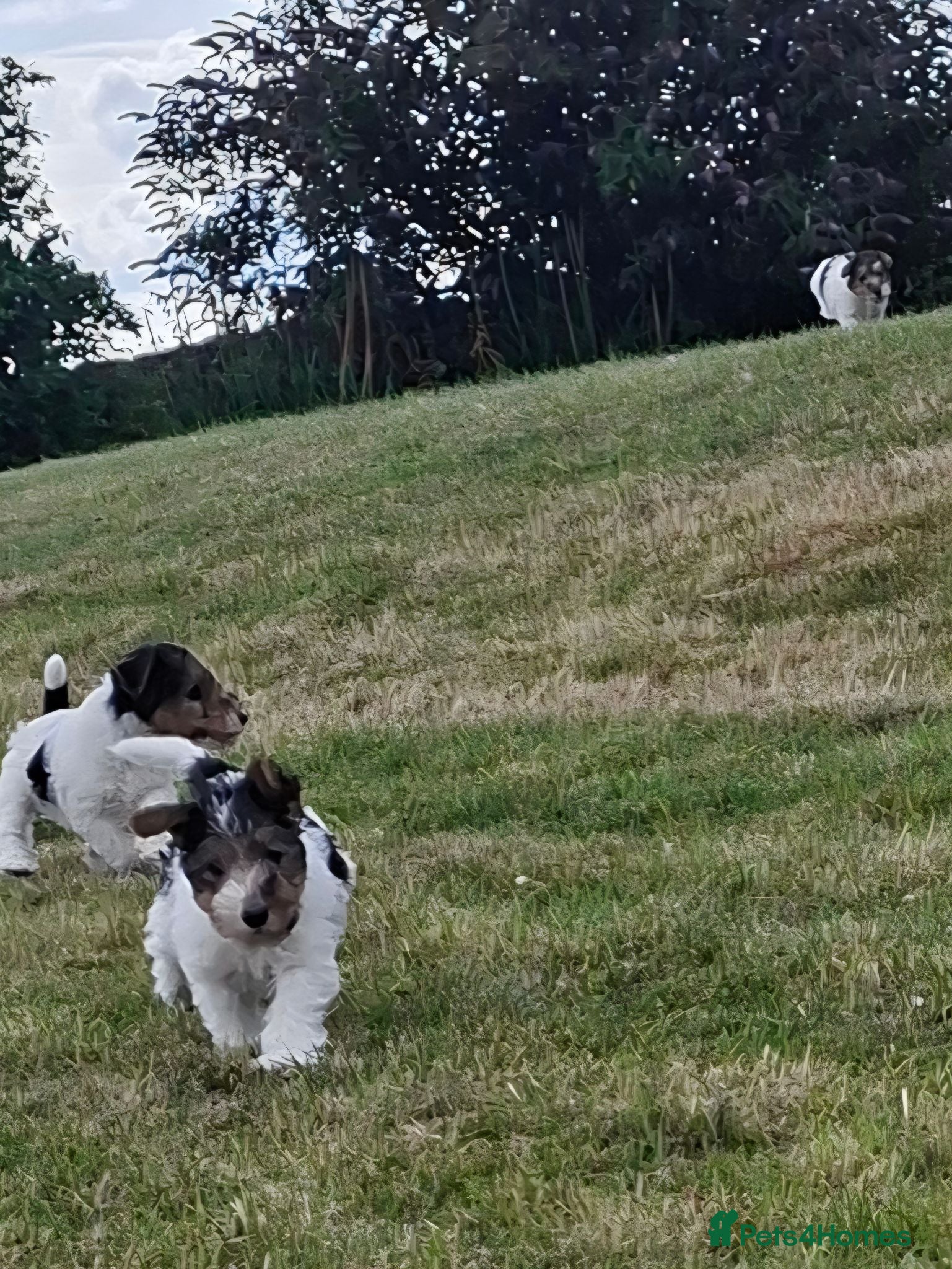 Fox Terrier dogs Wire fox terrier puppies for sale - Advert 1