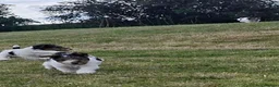 Fox Terrier dogs for sale: Wire fox terrier puppies for sale in Leven - Advert 1