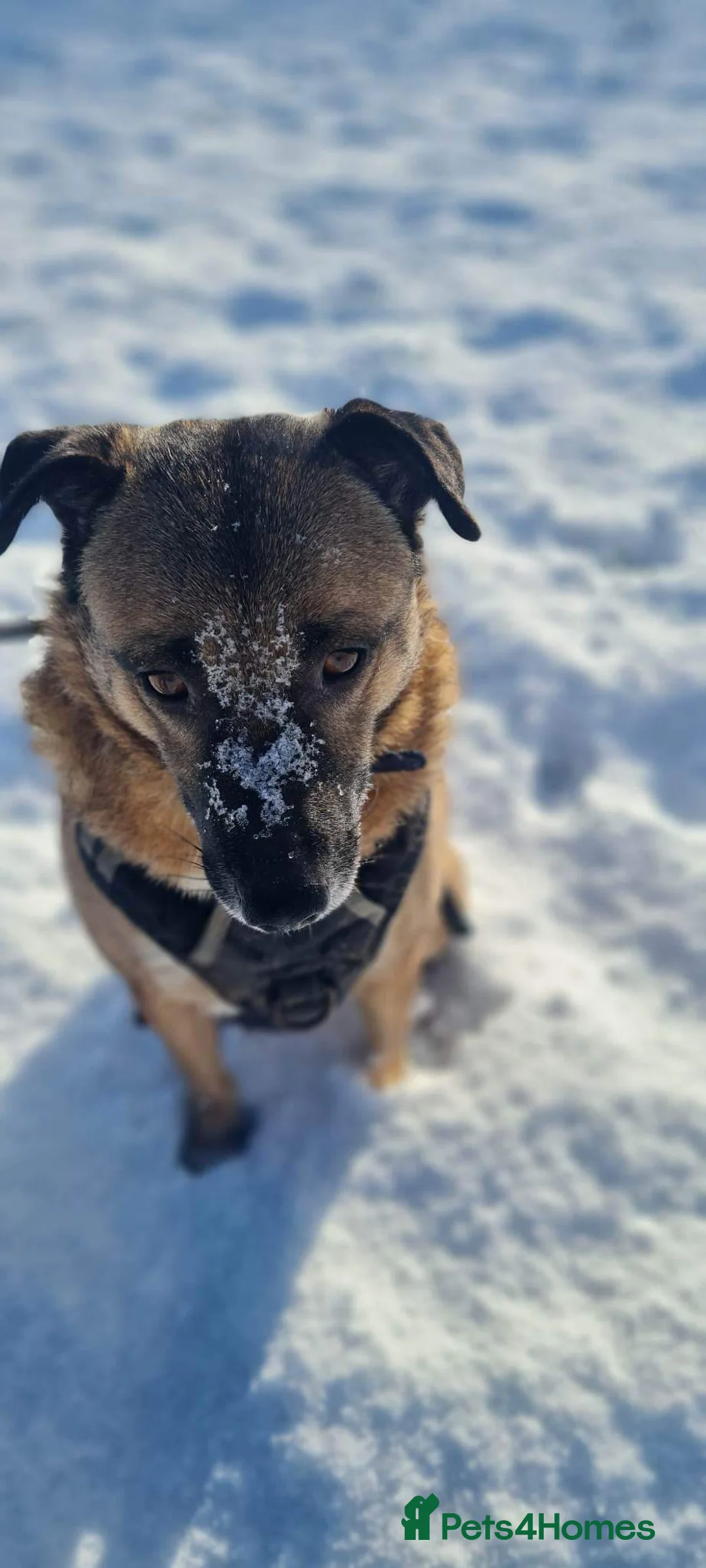 Mixed Breed dogs for adoption: Meet Jakob, currently residing in Cranage, Crew in Crewe - Advert 8