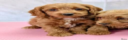 Cockapoo dogs for sale: Licensed breeder, health tested F1 cockapoo pups - Advert 35