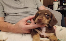 Dachshund dogs for sale: Mini dachshund puppies - Image 14