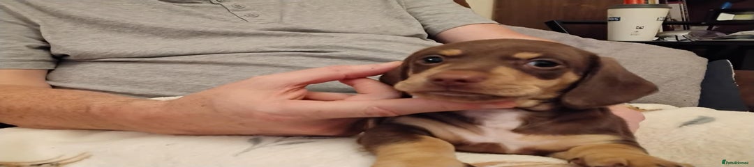 Rolo