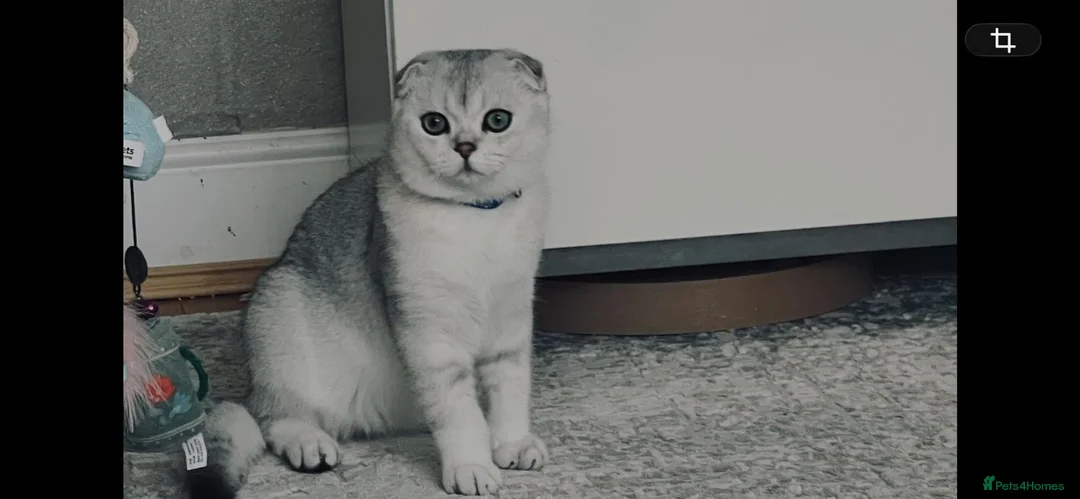 Scottish Fold cats for sale: Beautiful Scottish Fold Boy - Advert 2