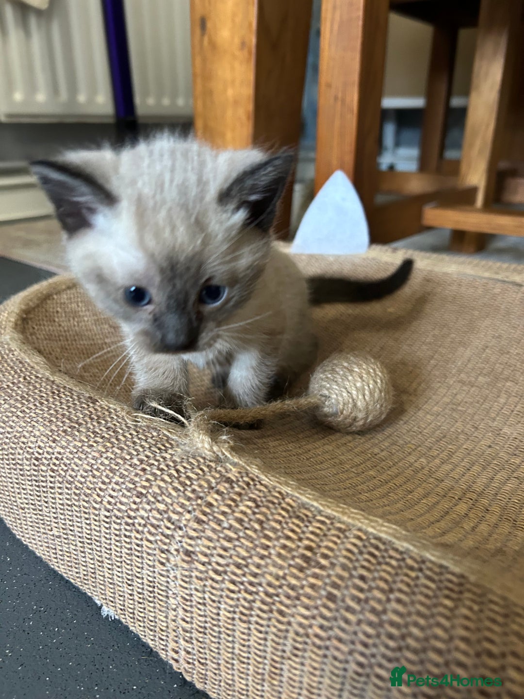 Siamese cats for sale: Siamese cross  - Image 11