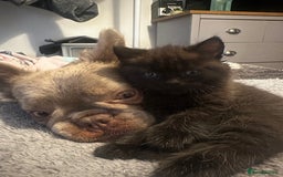 British Shorthair cats for sale: Black bsh kitten  - Image 2
