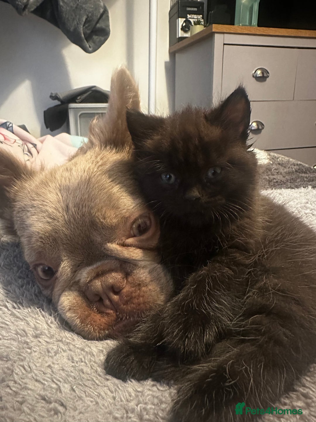 British Shorthair cats for sale: Black bsh kitten  - Image 2