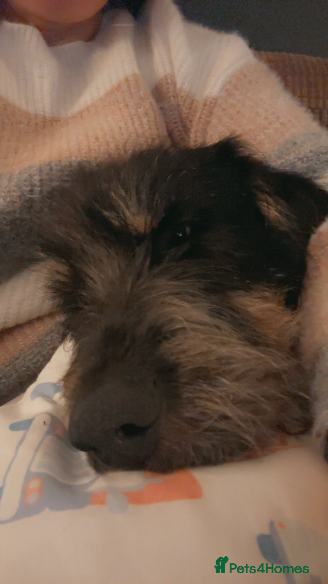 Huntaway dogs for sale: New Zealand Huntaway Puppies  - Image 14