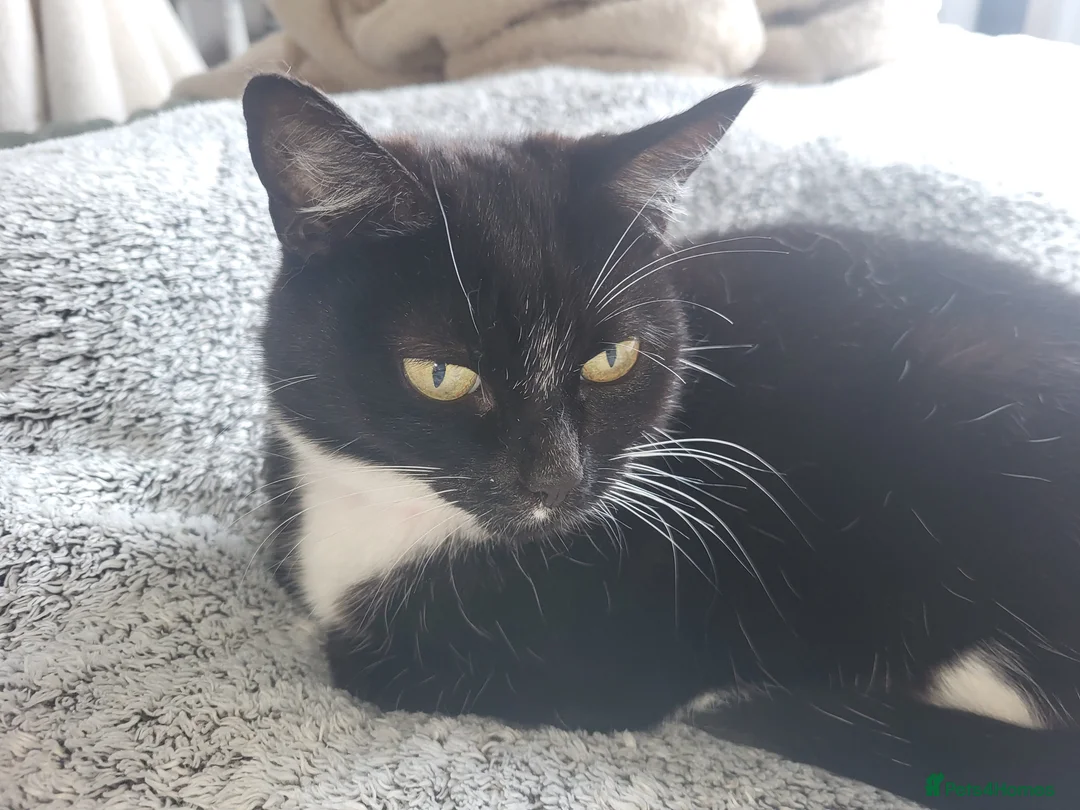 Mixed Breed cats for sale: Bonded mum and daughter  - Advert 2