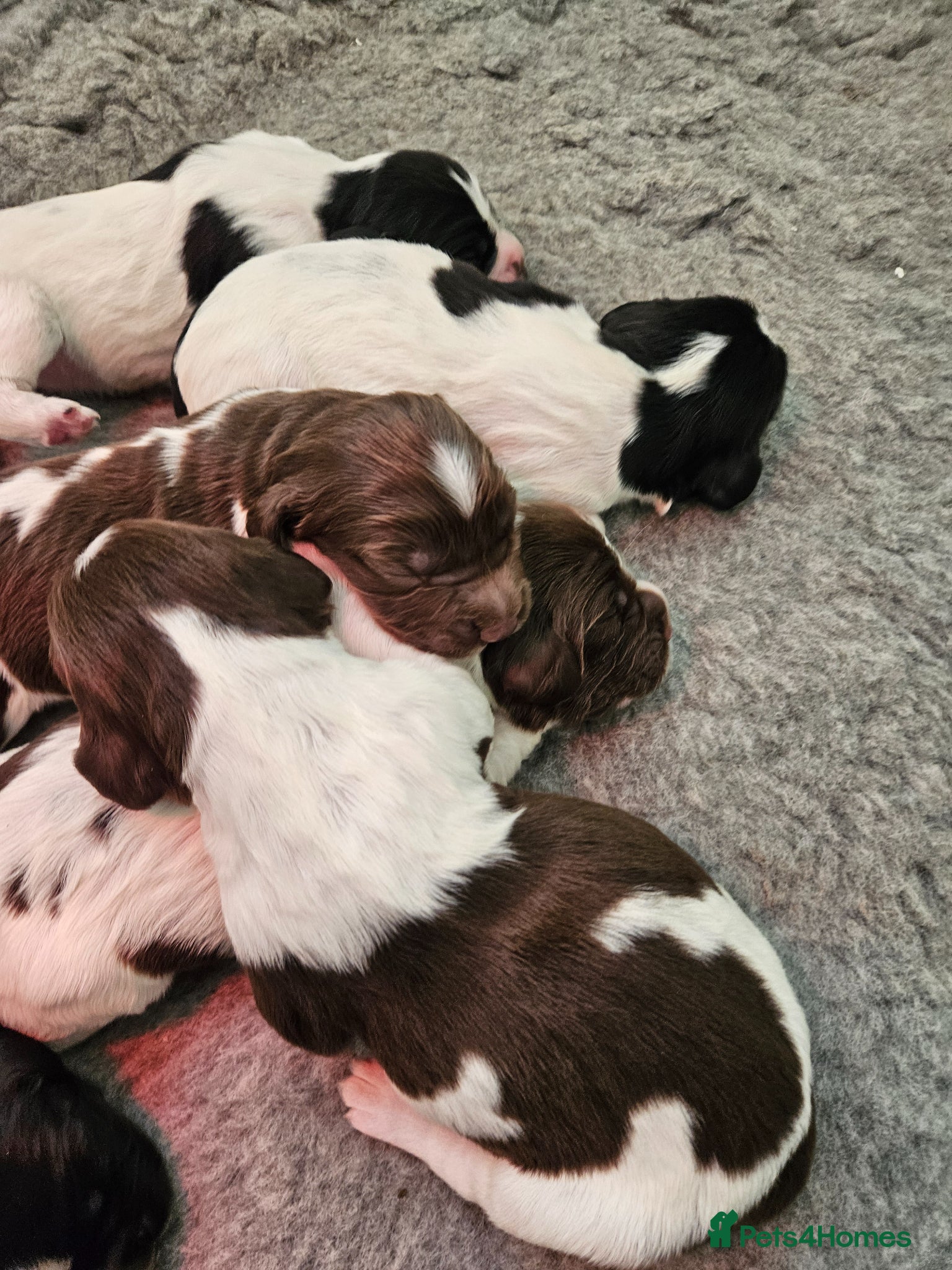 English Springer Spaniel dogs English Springer Spaniel pups  - Advert 15