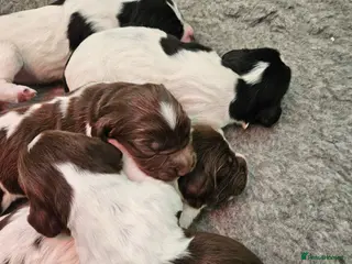 English Springer Spaniel dogs English Springer Spaniel pups - Advert 15