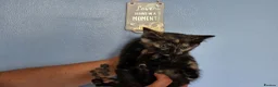 Mixed Breed cats for sale: 3 beautiful kittens ready now - Advert 5
