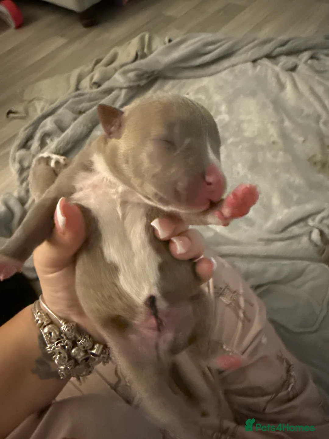 Mixed Breed dogs for sale: American bully cross mixed breed  in Doncaster - Advert 2