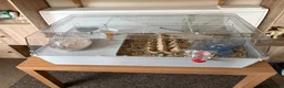 Hamster rodents for sale: Russian Dwarf Hamster and Cage  - Advert 4