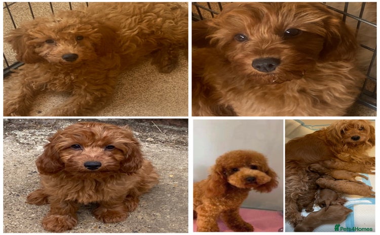 Cavapoo dogs - Advert 1
