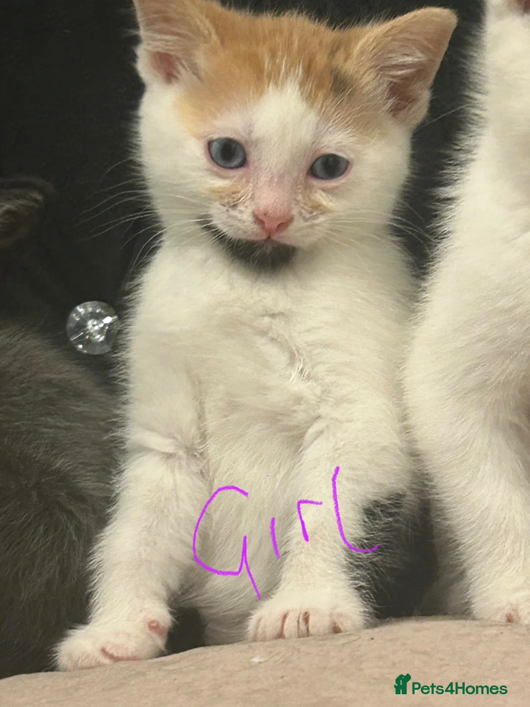 Turkish Angora cats for sale: Kittens for sale  - Advert 2