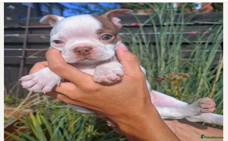 Boston Terrier dogs - Advert 5