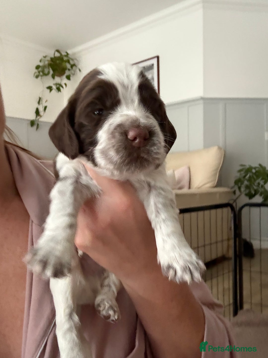 Sprocker dogs for sale: Sprocker Spaniel Pups - Image 6