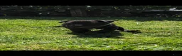 Staffordshire Bull Terrier dogs for sale: *REDUCED* Registered Staffordshire Bull Terrier  - Advert 4