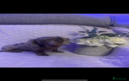 Miniature Dachshund dogs for sale: Miniature dachshund - Advert 18