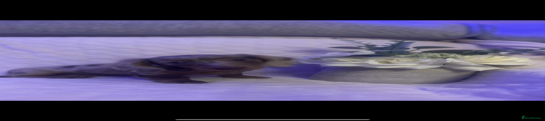 Miniature Dachshund Puppy 5