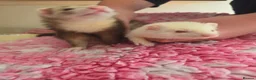 Ferret rodents for sale: 2 x ferrets and hutch food etc - Advert 4