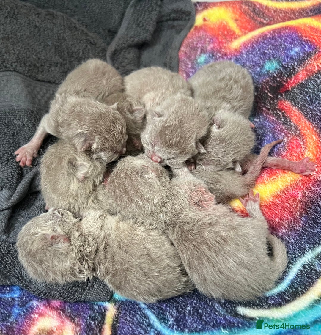 Scottish Fold cats for sale: Beautiful Scottish fold/straight lilac kittens  - Image 7