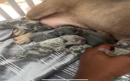 French Bulldog dogs for sale: 2 male French bulldogs  - Image 6